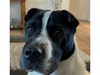 Adopt Darby a White - with Black Shar Pei / Husky / Mixed dog in Gilbert