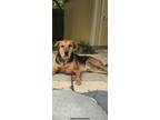 Adopt Bella a Tan/Yellow/Fawn - with White Rhodesian Ridgeback / Mixed dog in