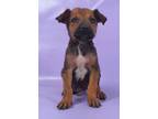 Adopt Porter a Brown/Chocolate Doberman Pinscher / Mixed Breed (Medium) / Mixed