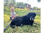 Adopt Moe (*VIDEO) a Black - with Tan, Yellow or Fawn Border Collie /