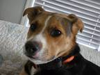 Adopt Nori a Tricolor (Tan/Brown & Black & White) Australian Shepherd / Mountain