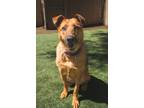 Adopt Naomi a German Shepherd Dog / Australian Shepherd / Mixed dog in