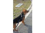 Adopt Wyatt a Black - with Tan, Yellow or Fawn German Shepherd Dog / Labrador