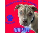 Adopt Watson a American Pit Bull Terrier / Pug / Mixed dog in Aberdeen