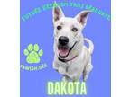 Adopt Dakota a Husky / Labrador Retriever / Mixed dog in Aberdeen, WA (40579378)