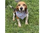 Adopt Scout a Tricolor (Tan/Brown & Black & White) Beagle / Mixed dog in