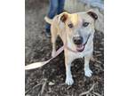 Adopt Rosa a Brindle American Pit Bull Terrier / Mixed Breed (Medium) / Mixed