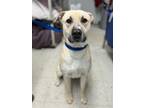 Adopt Vandal a Tan/Yellow/Fawn American Pit Bull Terrier / Mixed Breed (Medium)