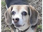 Adopt Gretchen a Tricolor (Tan/Brown & Black & White) Beagle / Mixed dog in