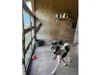 Adopt Zeus a White - with Black Great Dane / Mixed dog in Jupiter, FL (39135567)