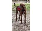 Adopt Jessica a Brown/Chocolate Great Dane / Mixed dog in Jupiter, FL (40933823)