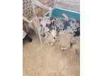 Adopt Dillon a Gray/Blue/Silver/Salt & Pepper Great Dane / Mixed dog in Jupiter