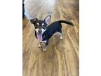 Adopt Lord Farquaad a Brown/Chocolate Mixed Breed (Small) / Mixed Breed (Medium)