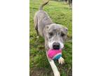 Adopt Titania a Brindle American Staffordshire Terrier / Mixed Breed (Medium) /