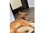 Adopt Professor X a Brindle Xoloitzcuintle/Mexican Hairless / Husky / Mixed dog