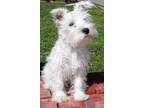 Adopt Ash a Tan/Yellow/Fawn Schnauzer (Miniature) / Mixed dog in Shadow Hills