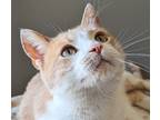 Adopt Yahtzee a Orange or Red Tabby Domestic Shorthair (short coat) cat in