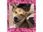 Adopt Aggie a Black - with Brown, Red, Golden, Orange or Chestnut Sheltie