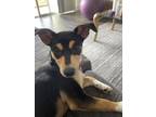 Adopt Scottie a Black Rat Terrier / Mixed Breed (Medium) / Mixed (short coat)