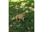 Adopt Etta James a Tan/Yellow/Fawn Tosa Inu / Shar Pei / Mixed dog in Paola