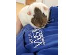 Adopt Lenny a Guinea Pig small animal in Kingston, NY (41267279)