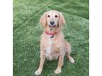 Adopt Lady a Red/Golden/Orange/Chestnut - with White Golden Retriever / Mixed