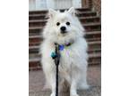 Adopt Suga a Spitz (Unknown Type, Small) dog in LONG ISLAND CITY, NY (40764438)