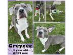 Adopt Greycee a Black American Pit Bull Terrier / Mixed Breed (Medium) / Mixed