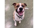 Adopt Wilbur a Tan/Yellow/Fawn Mixed Breed (Small) / Mixed Breed (Medium) /