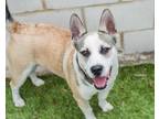 Adopt Mason a Tricolor (Tan/Brown & Black & White) Siberian Husky / American