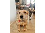 Adopt Smitty a Red/Golden/Orange/Chestnut - with White Australian Cattle Dog /