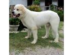 Adopt Yogi a White Great Pyrenees / Mixed Breed (Medium) / Mixed (long coat) dog