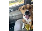Adopt Molly a Tan/Yellow/Fawn - with White Labrador Retriever / Mixed dog in
