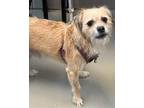 Adopt Champion* a Tan/Yellow/Fawn - with White Cairn Terrier / Standard