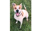 Adopt Meditation a Labrador Retriever / Siberian Husky / Mixed dog in Cleveland