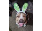 Adopt Luke a Brown/Chocolate - with White American Staffordshire Terrier / Mixed
