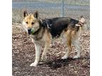 Adopt Max a Brown/Chocolate German Shepherd Dog / Mixed Breed (Medium) / Mixed