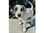 Adopt Tripp a Merle English Pointer / Mixed dog in Sagaponack, NY (41266273)