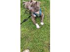 Adopt Tiny a Gray/Blue/Silver/Salt & Pepper Staffordshire Bull Terrier / Mixed