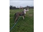 Adopt Olivia a White - with Brown or Chocolate Pit Bull Terrier / Mixed dog in