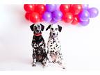 Adopt Yatzi & Poppy-Peoria,AZ a White - with Black Dalmatian / Mixed dog in