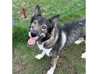 Adopt Auburn a Black Husky / Shepherd (Unknown Type) / Mixed (short coat) dog in