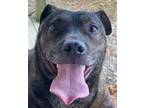 Adopt Trigger a Rottweiler / Terrier (Unknown Type, Small) / Mixed dog in