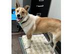 Adopt Posie a Brindle Collie / Mixed Breed (Medium) / Mixed (short coat) dog in