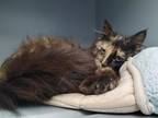 Adopt Sonya a All Black Domestic Longhair / Mixed Breed (Medium) / Mixed (short