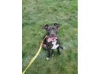 Adopt Trapper a Black American Pit Bull Terrier dog in Grand Rapids