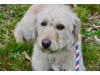 Adopt Mandy a Labradoodle / Miniature Poodle dog in East Greenville