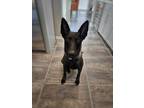 Adopt Storm - Located in AZ a Black - with Tan, Yellow or Fawn Belgian Malinois
