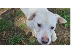 Adopt OG's Puppies a White Mixed Breed (Medium) / Mixed Breed (Medium) dog in