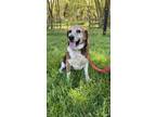 Adopt Toby a Tricolor (Tan/Brown & Black & White) Beagle / Mixed dog in Louisa